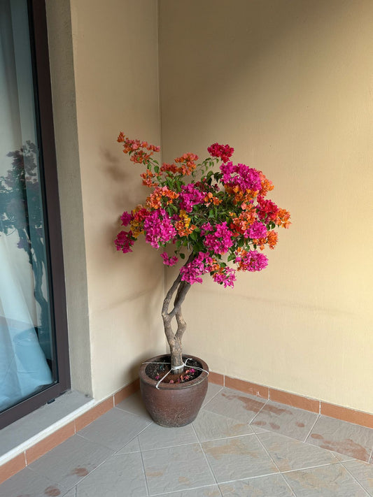 Bougainvillea - Thailand