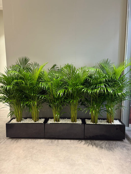 Areca Palm Arrangement  For 3 - ( Premium Quality )