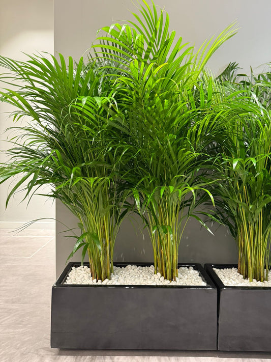 Areca Palm Arrangement - ( Premium Quality )