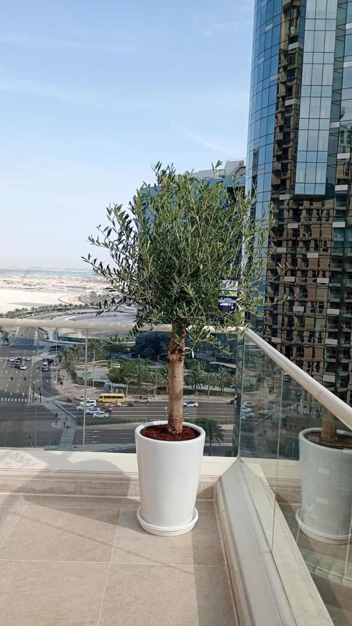 Olive Tree - Potted