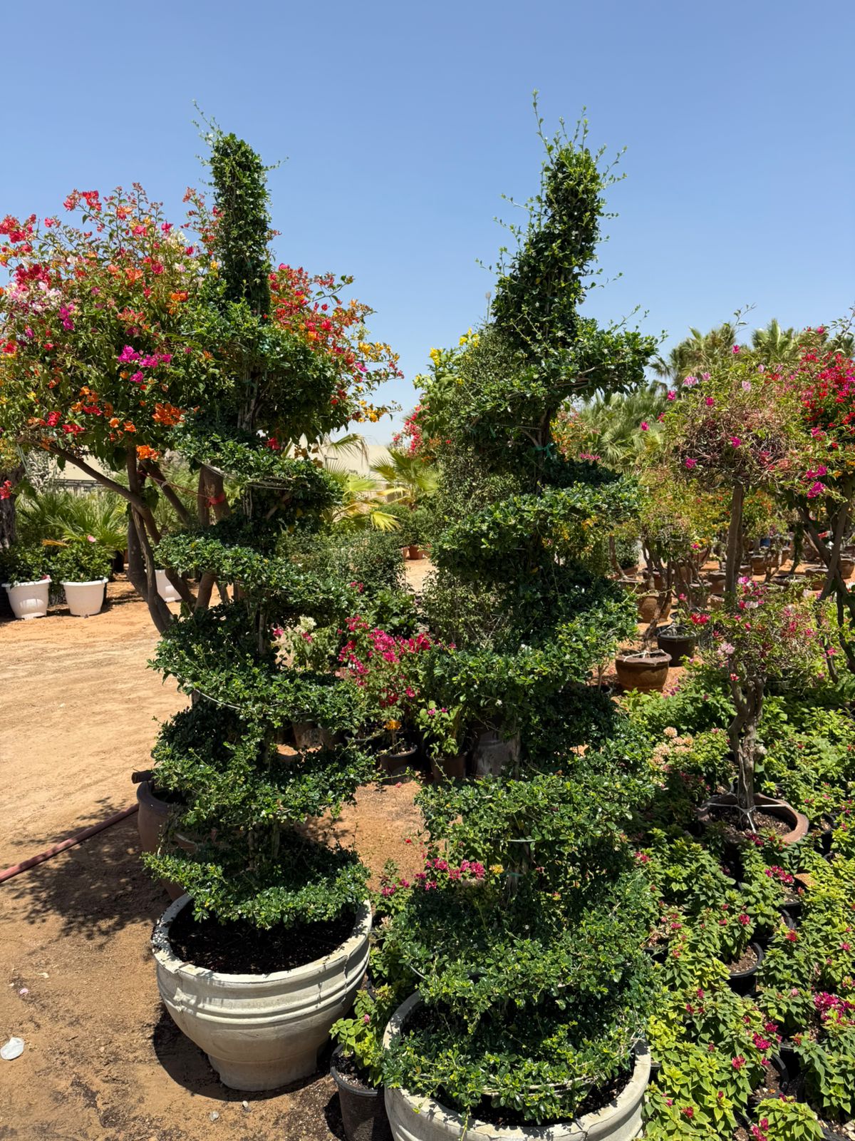 Giant Spiral Erethia