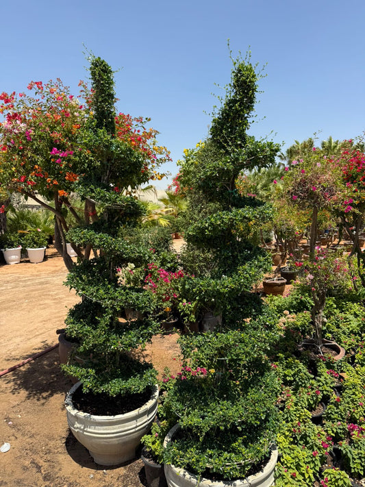 Giant Spiral Erethia