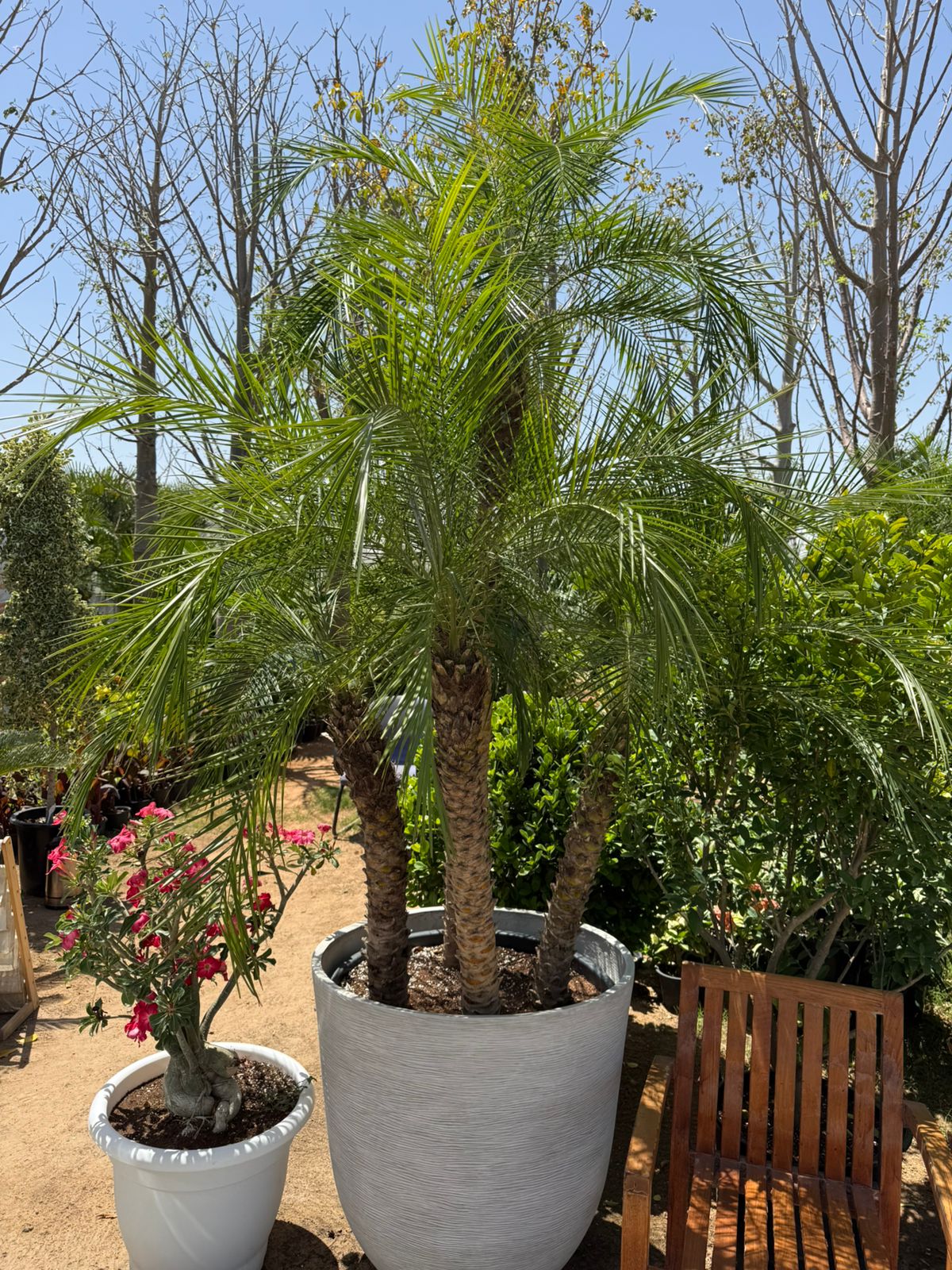 Phoenix Robelenii - Fiber Potted