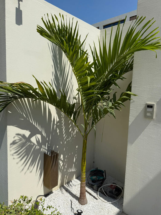 Vietchiea Palm