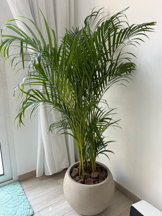Areca Palm - Round Fiber Pot