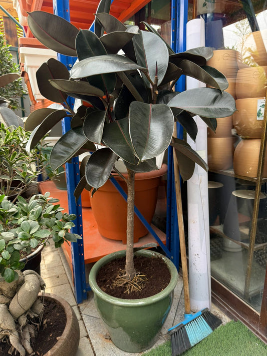 Rubber Plant - Terracotta