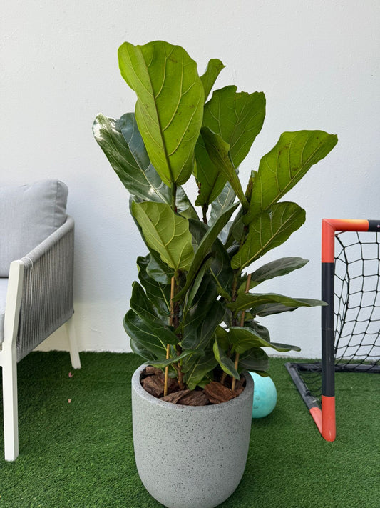 Fiddle Leaf - Fiber Pot