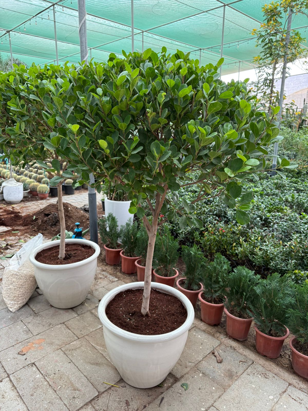 Ficus Ball Shape - Teracotta Pot