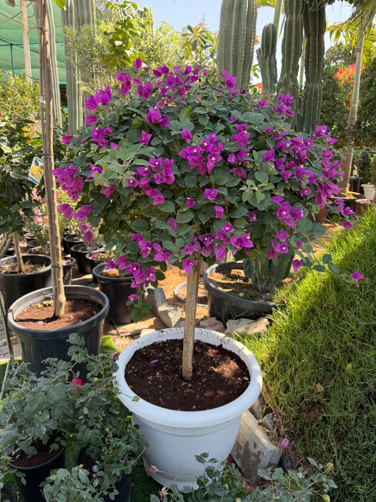 Bougainvillea - 1 Stem - Ball Shape
