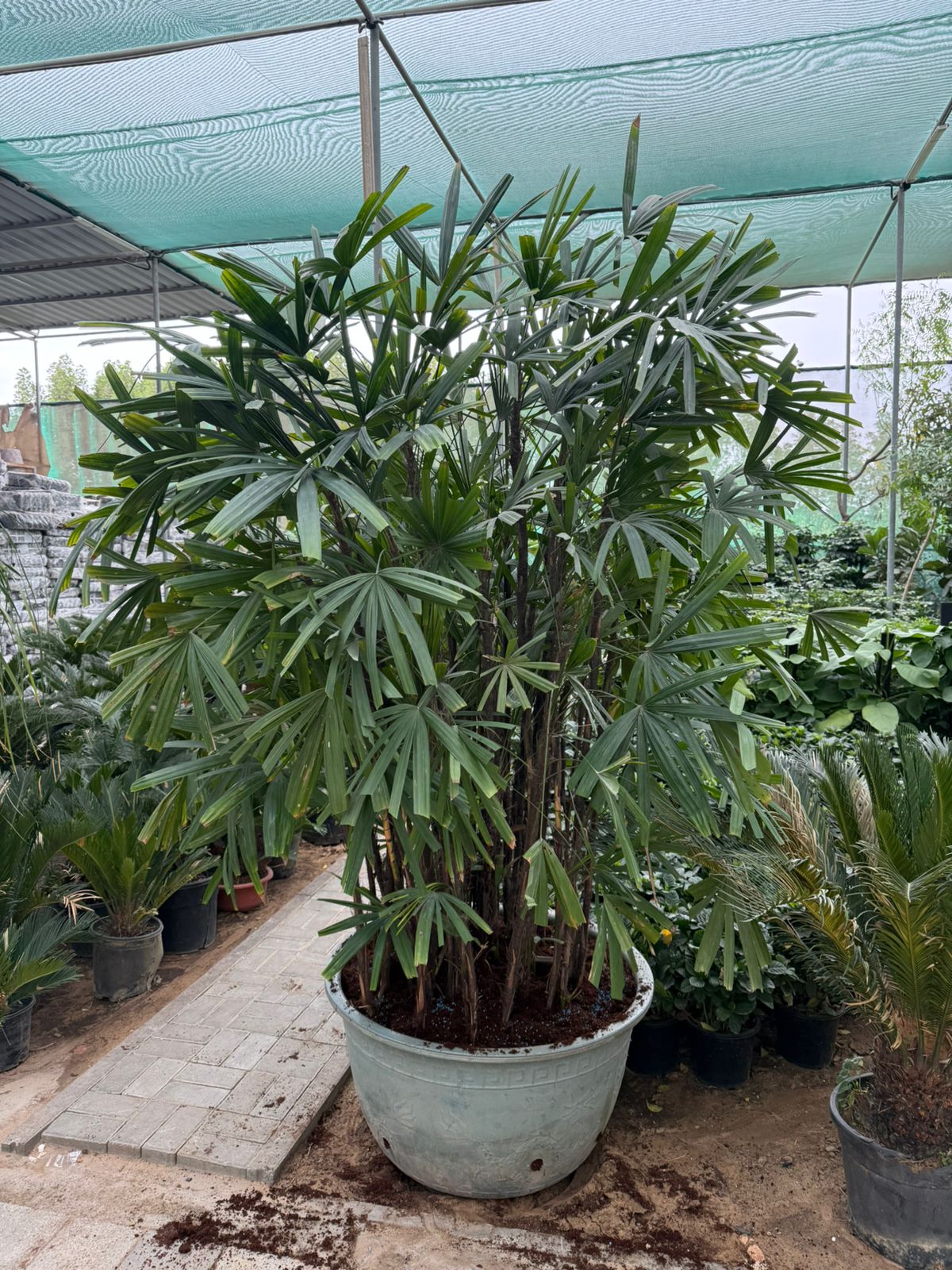 Giant Raphis