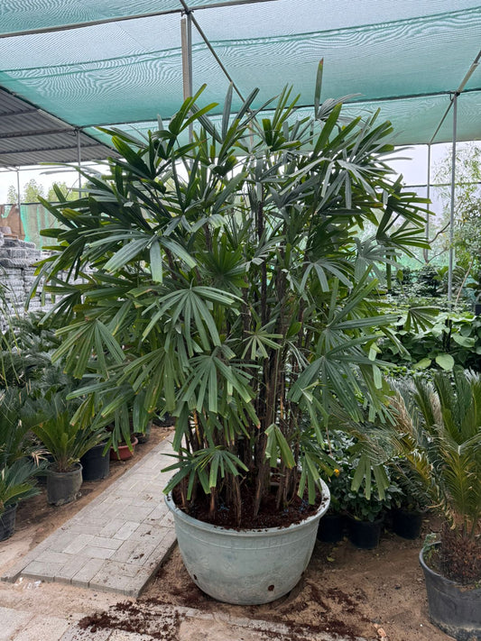 Giant Raphis