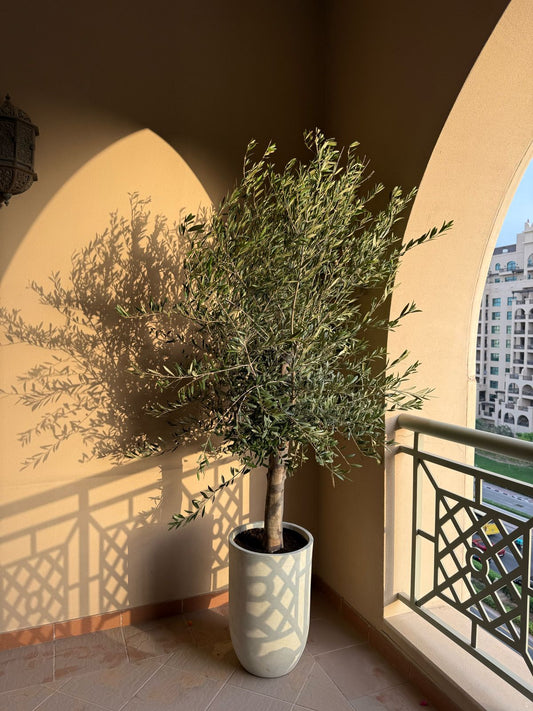 Olive Tree - Tall Fiber Pot