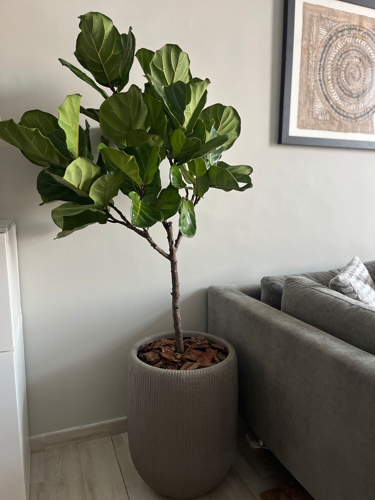 Fiddle Tree Ball Shape - Fiber Pot