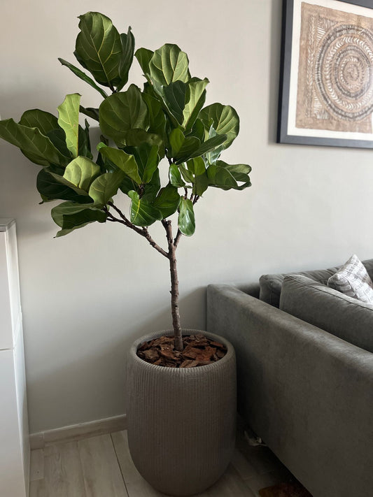Fiddle Tree Ball Shape - Fiber Pot