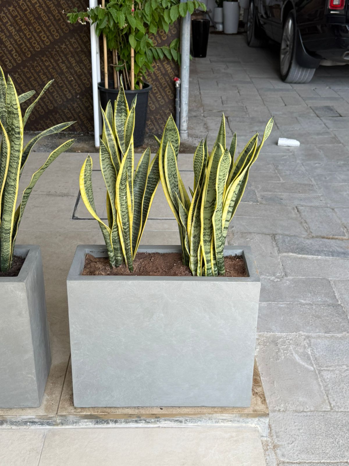 Snake Plant Arrangement - Fiber Planters Each