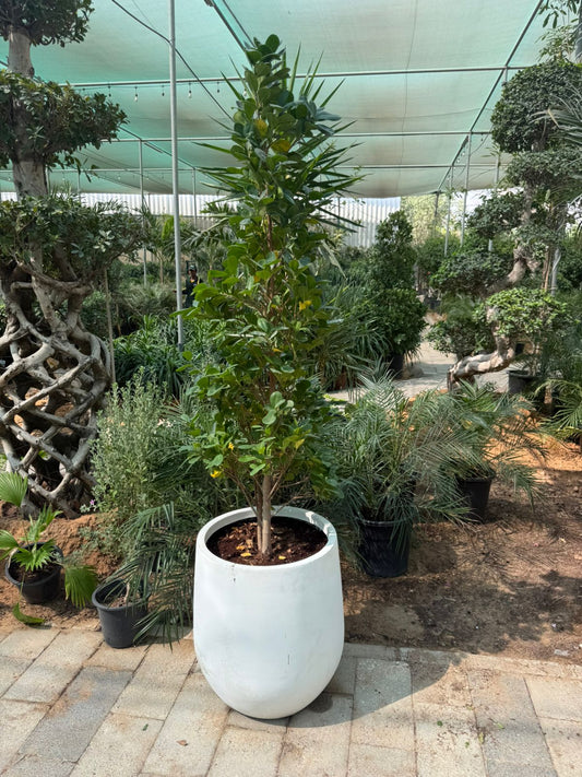 Ficus Cone - Large Fiber Pot