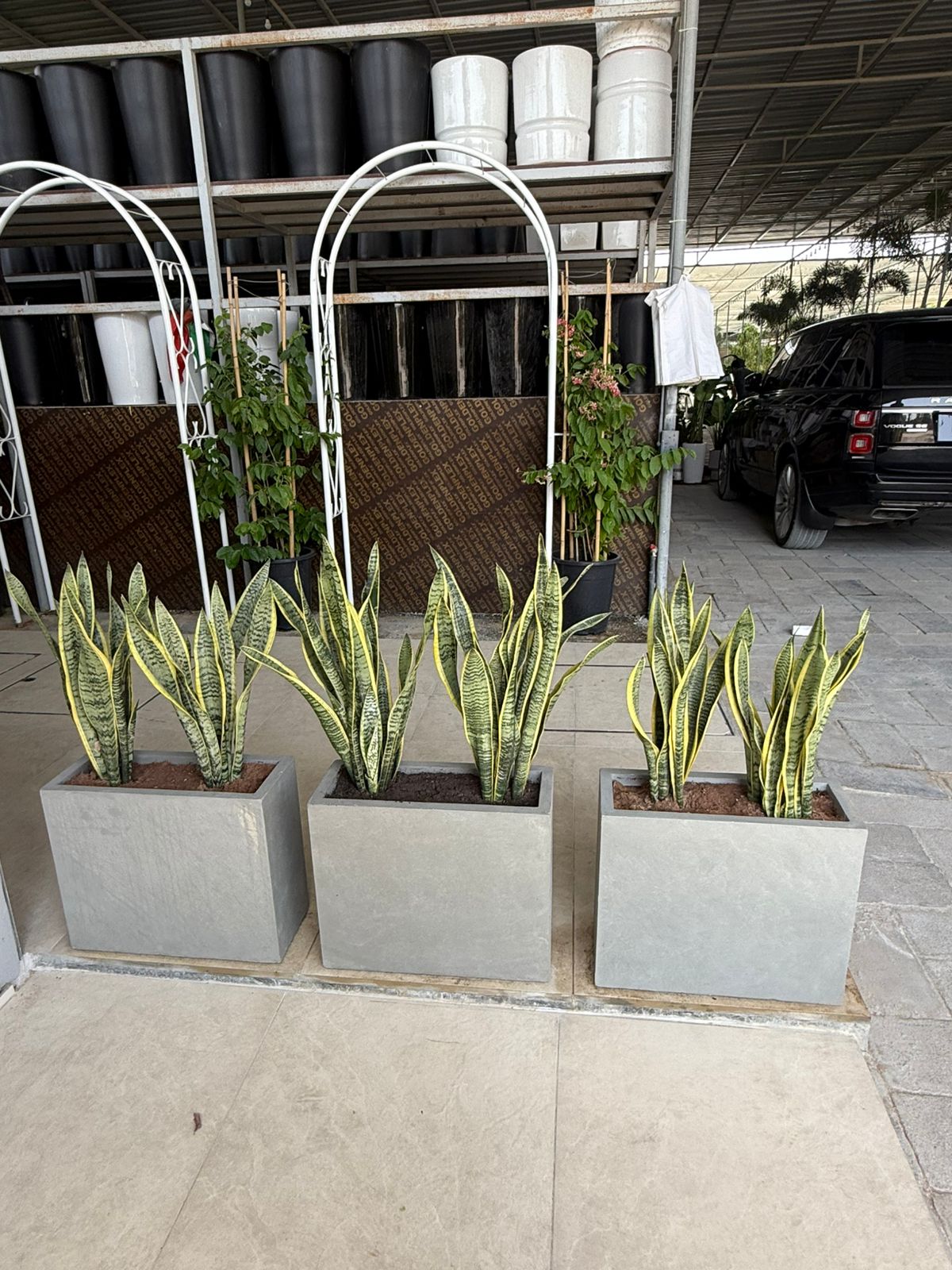 Snake Plant Arrangement - Fiber Planters Each