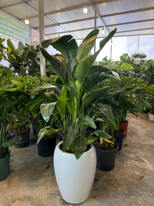 Bird Of Paradise - Tall Ceramic Pot