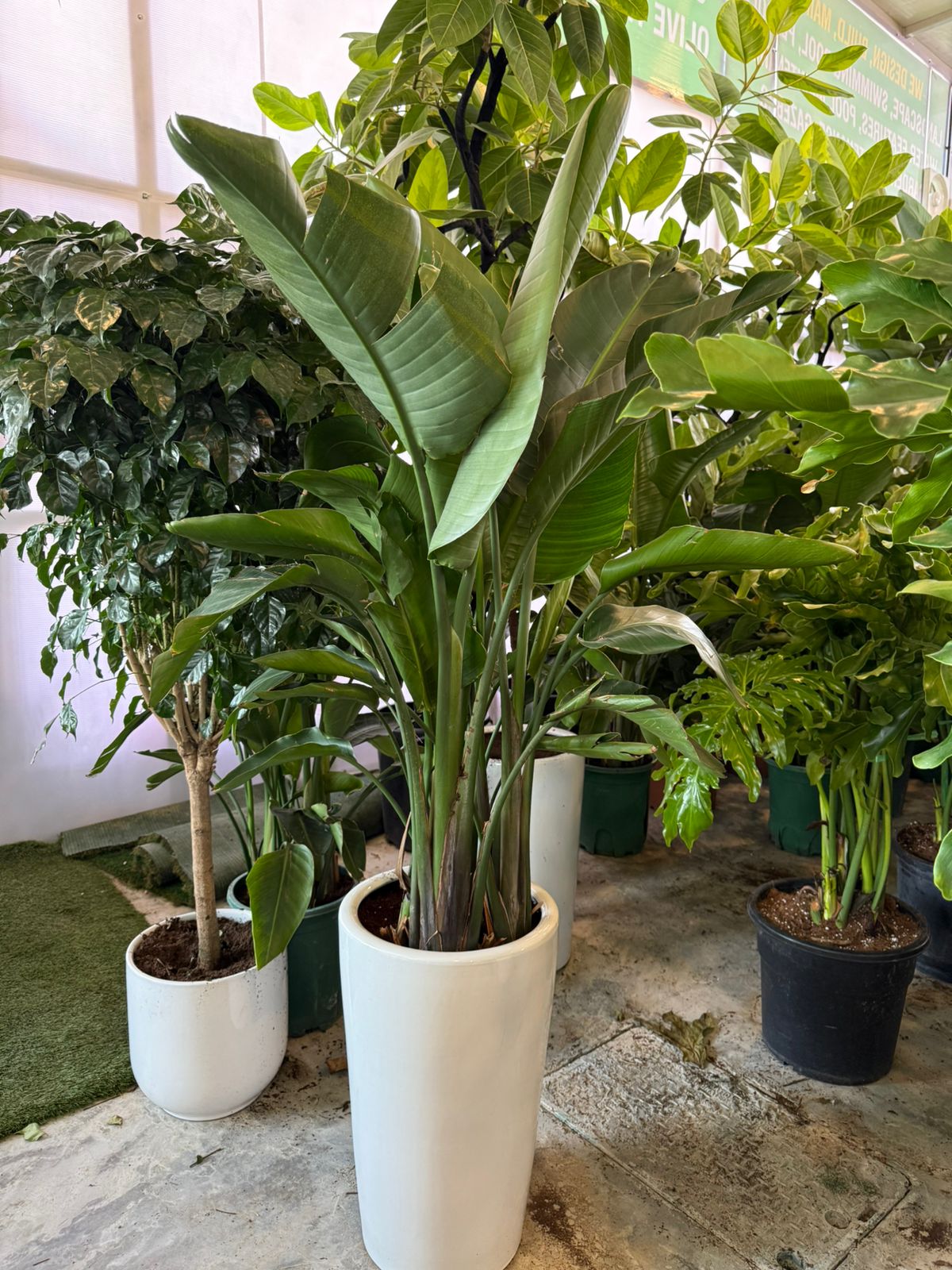 Bird Of Paradise - Tall Ceramic Pot