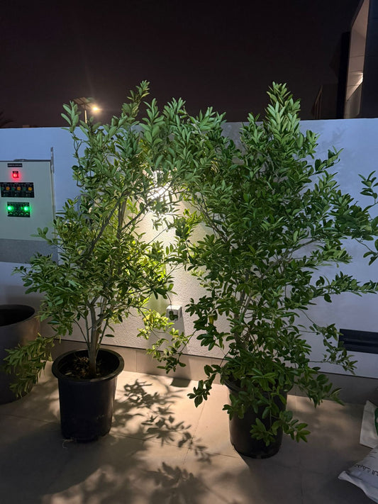 Large Citrus Tree - Lime