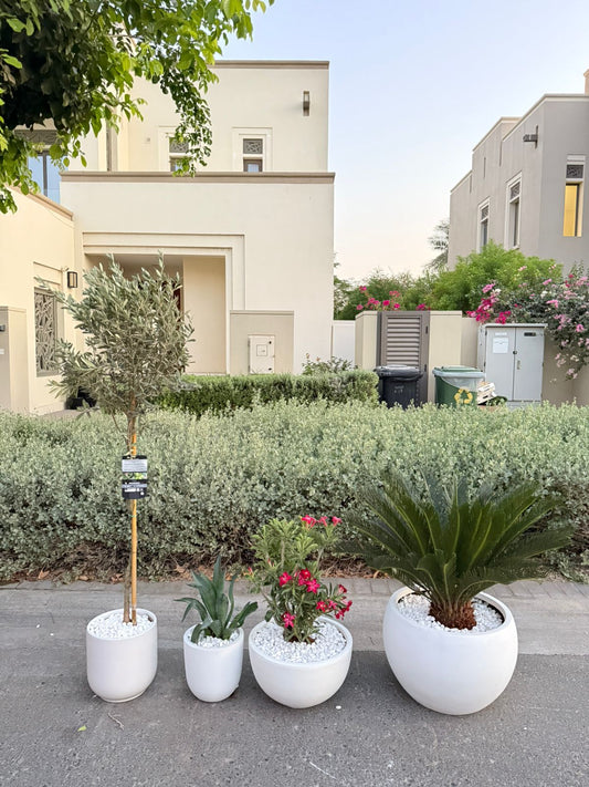 Elegant Outdoor Bundle