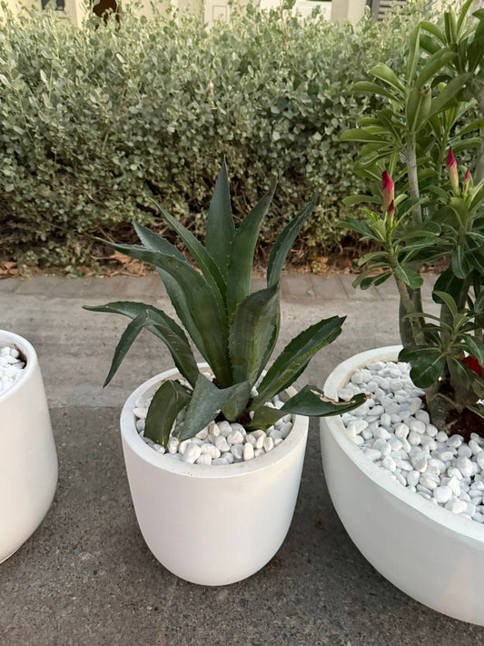 Agave - Fiber Potted
