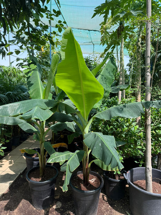 Banana Tree - Nursery pot