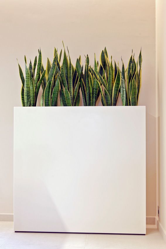 Snake Plant Office Arrangement