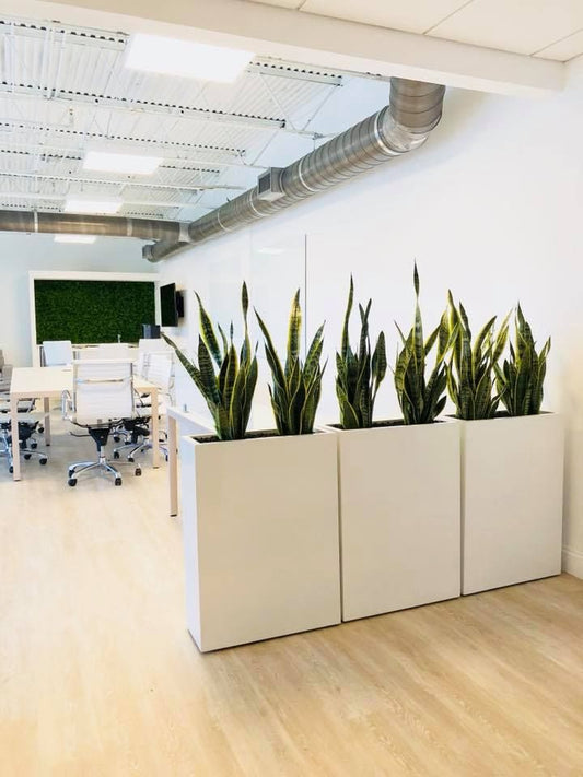 Snake Plant Arrangement - Each
