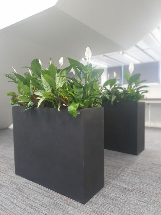 Beautiful Air Purifying Arrangement
