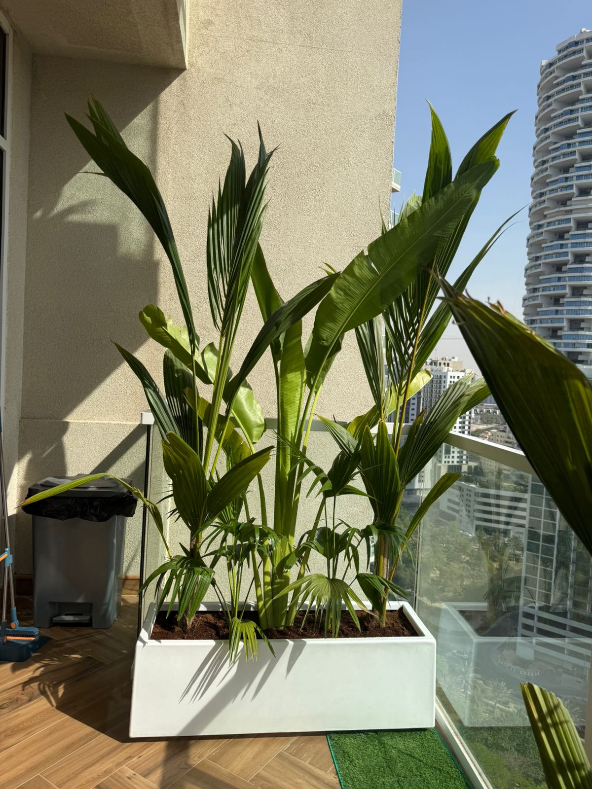 Tropical Plants Arrangement