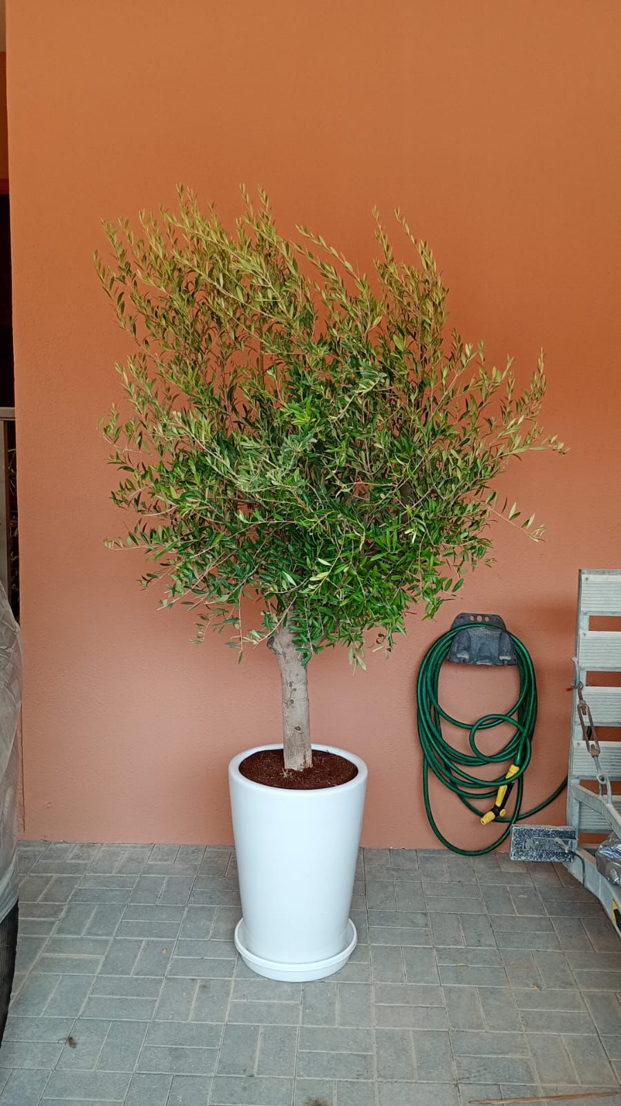 Olive Tree - Ceramic Pot