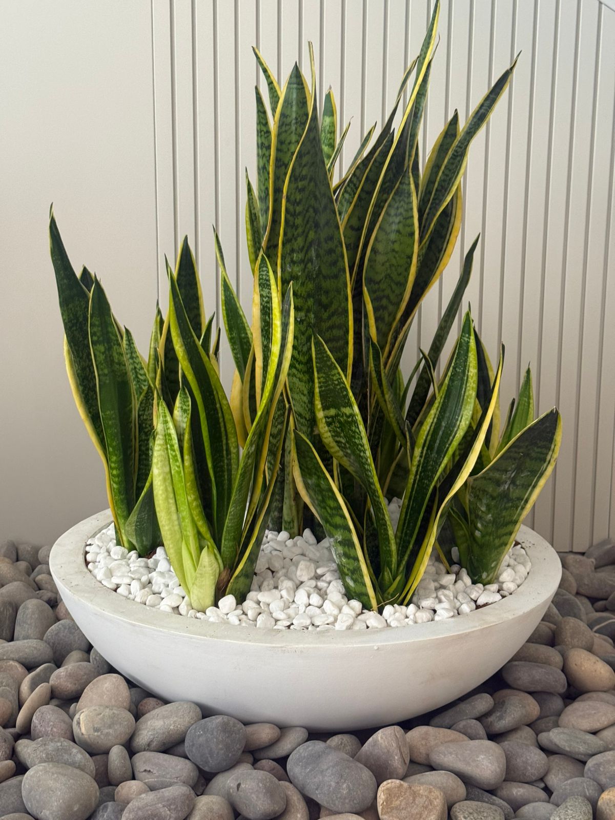 Multiple Snake Plant Arrangement