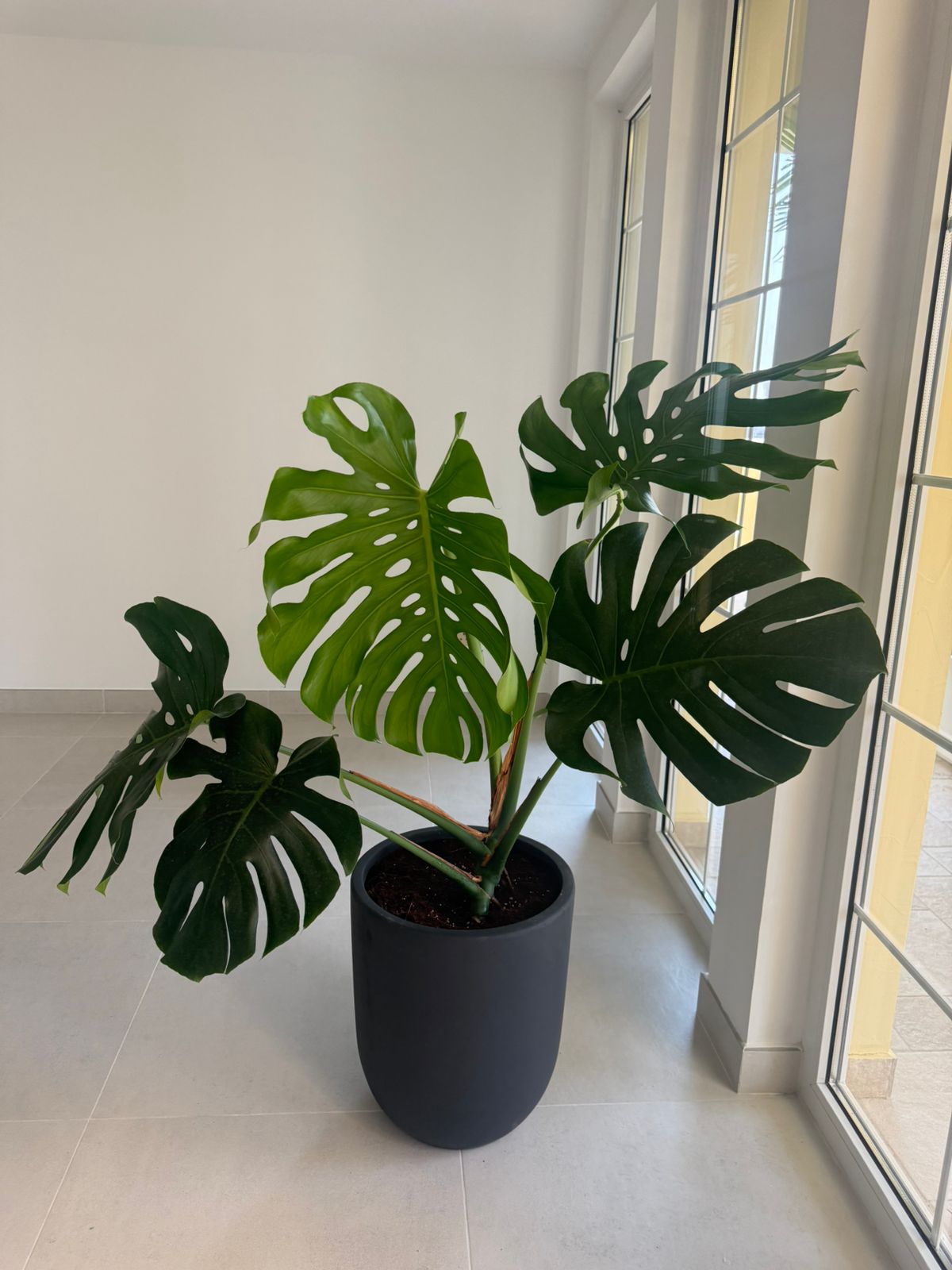 Monstera - Fiber pot