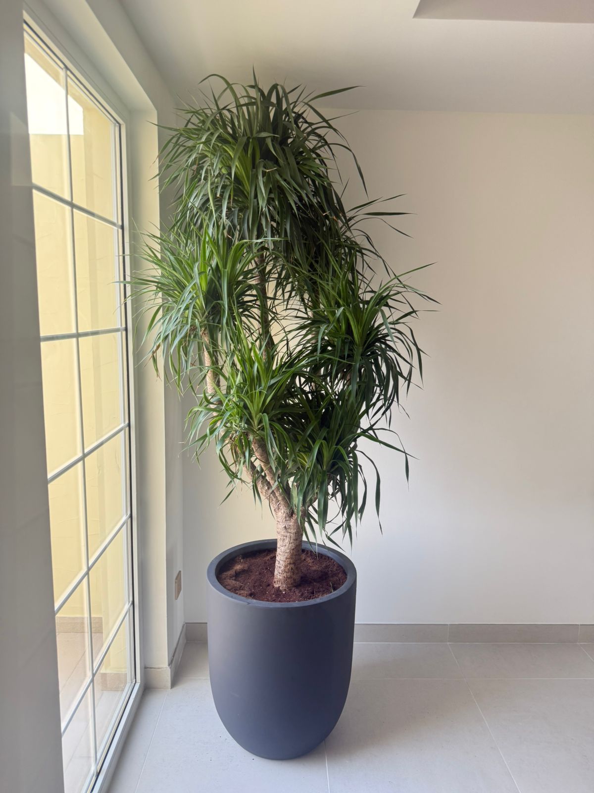 Large Dracena - Fiber Pot
