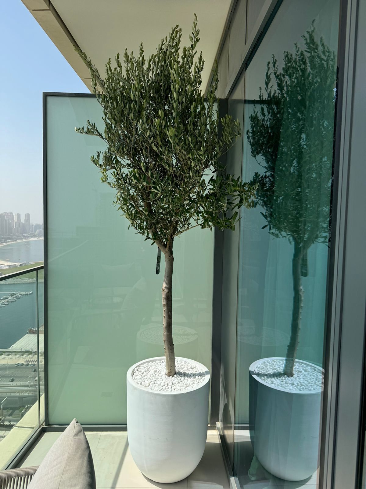 Tall Olive Tree - Fiber Pot