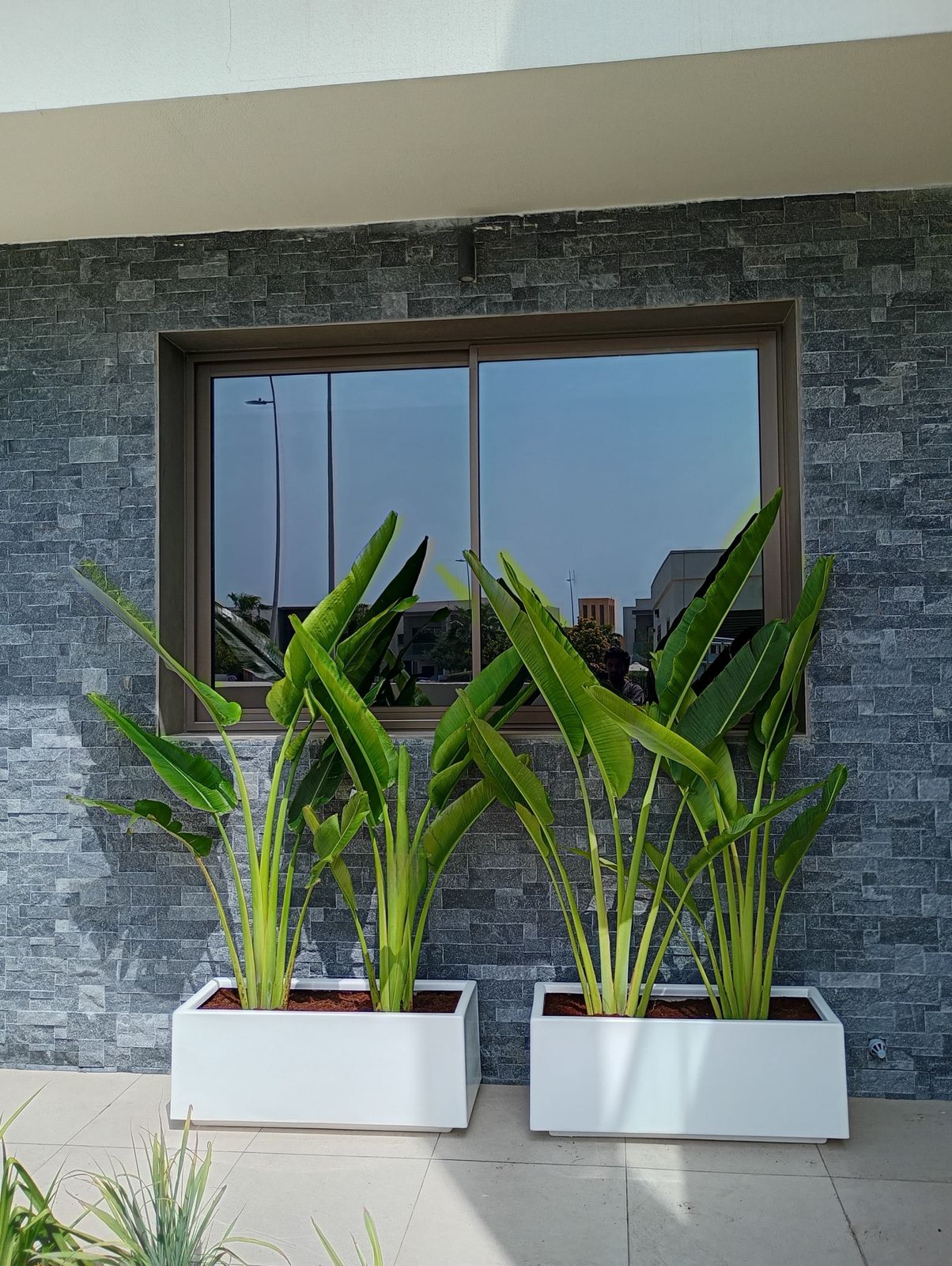 Travelers Palm Arrangement - Each