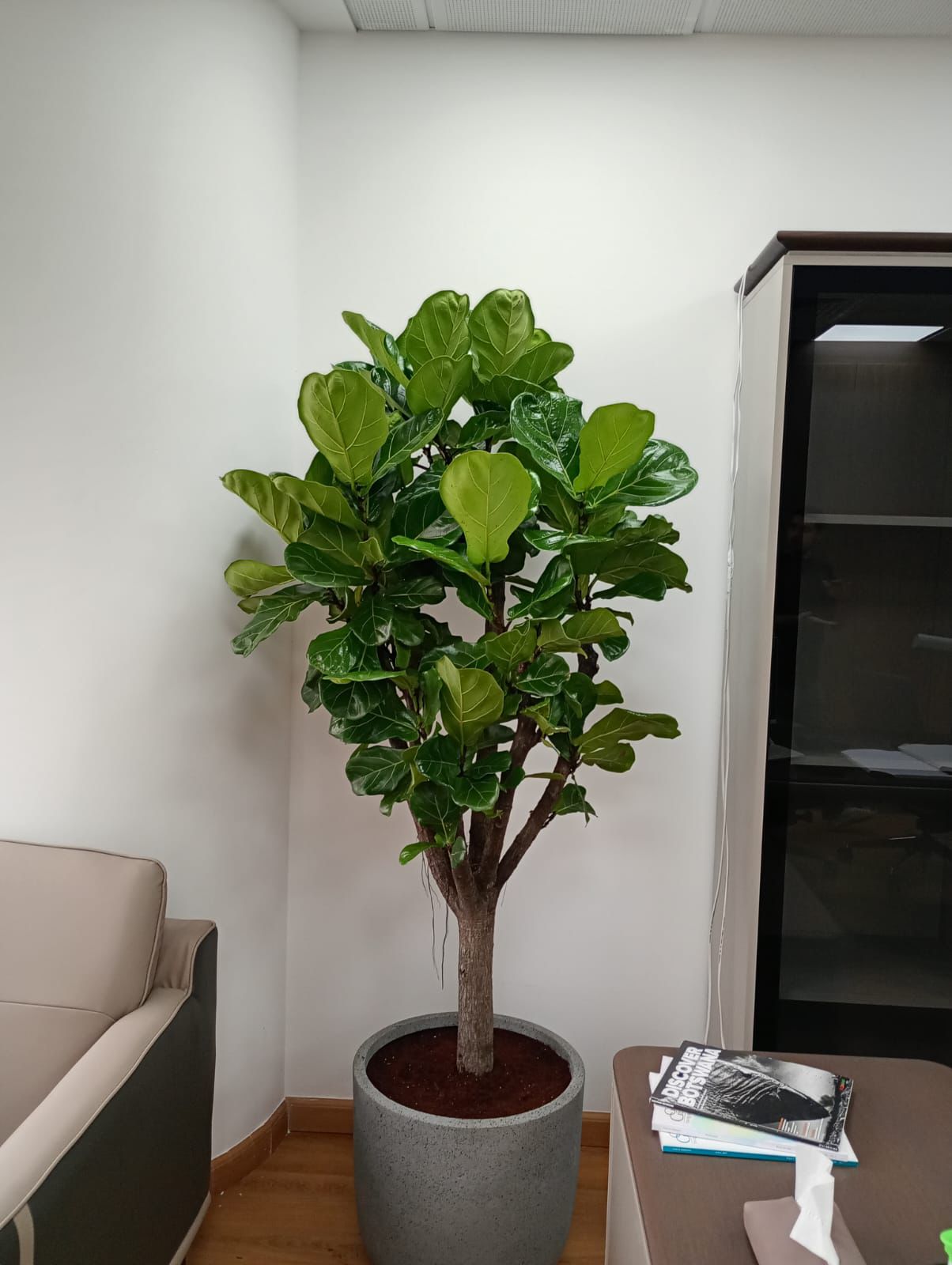 Large Fiddle Tree - Fiber Pot