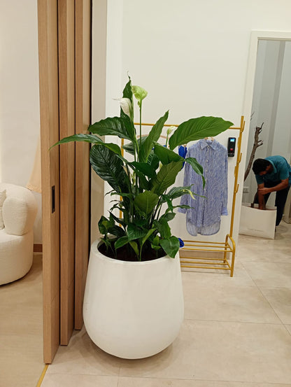 Large Peace Lily - Large Fiber Pot