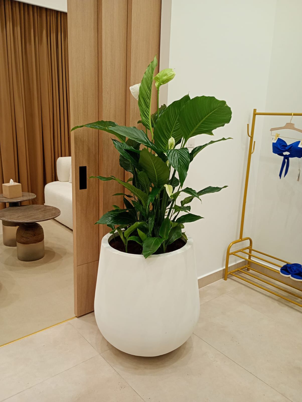 Large Peace Lily - Large Fiber Pot