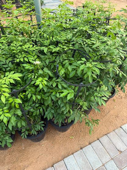 Jasmine Plant - Nursery Pot