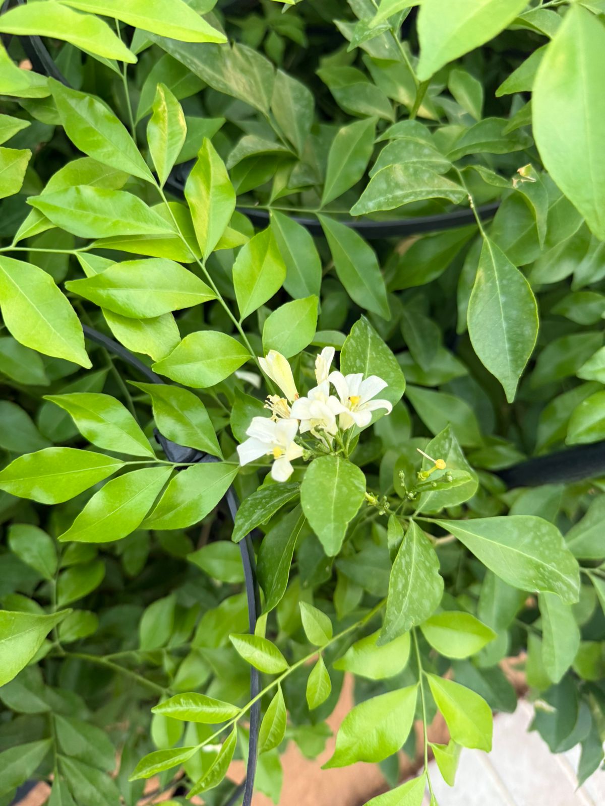 Jasmine Plant - Nursery Pot