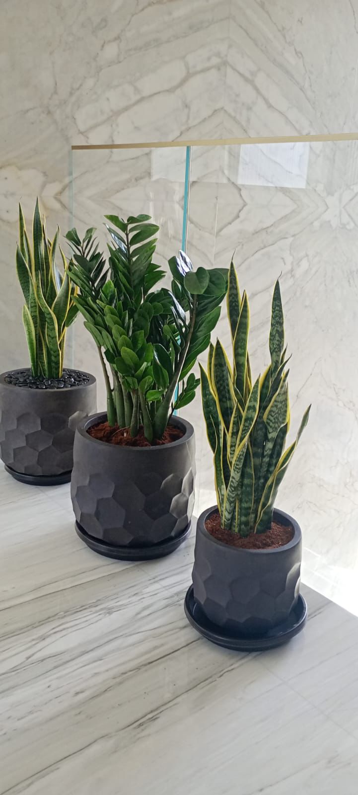 Snake & ZZ Elegant Set - Fiber Pots