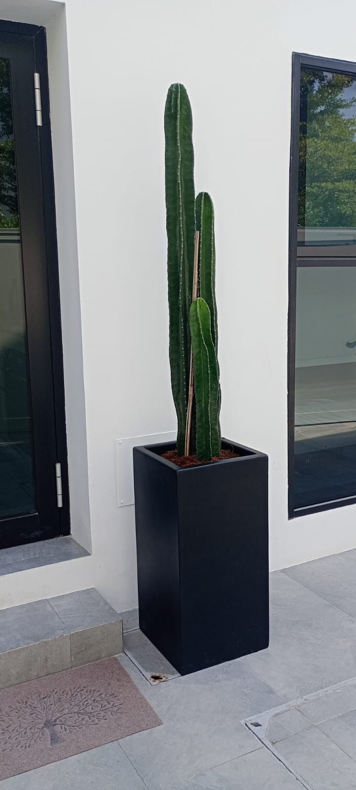 Cactus - Fiber Pot