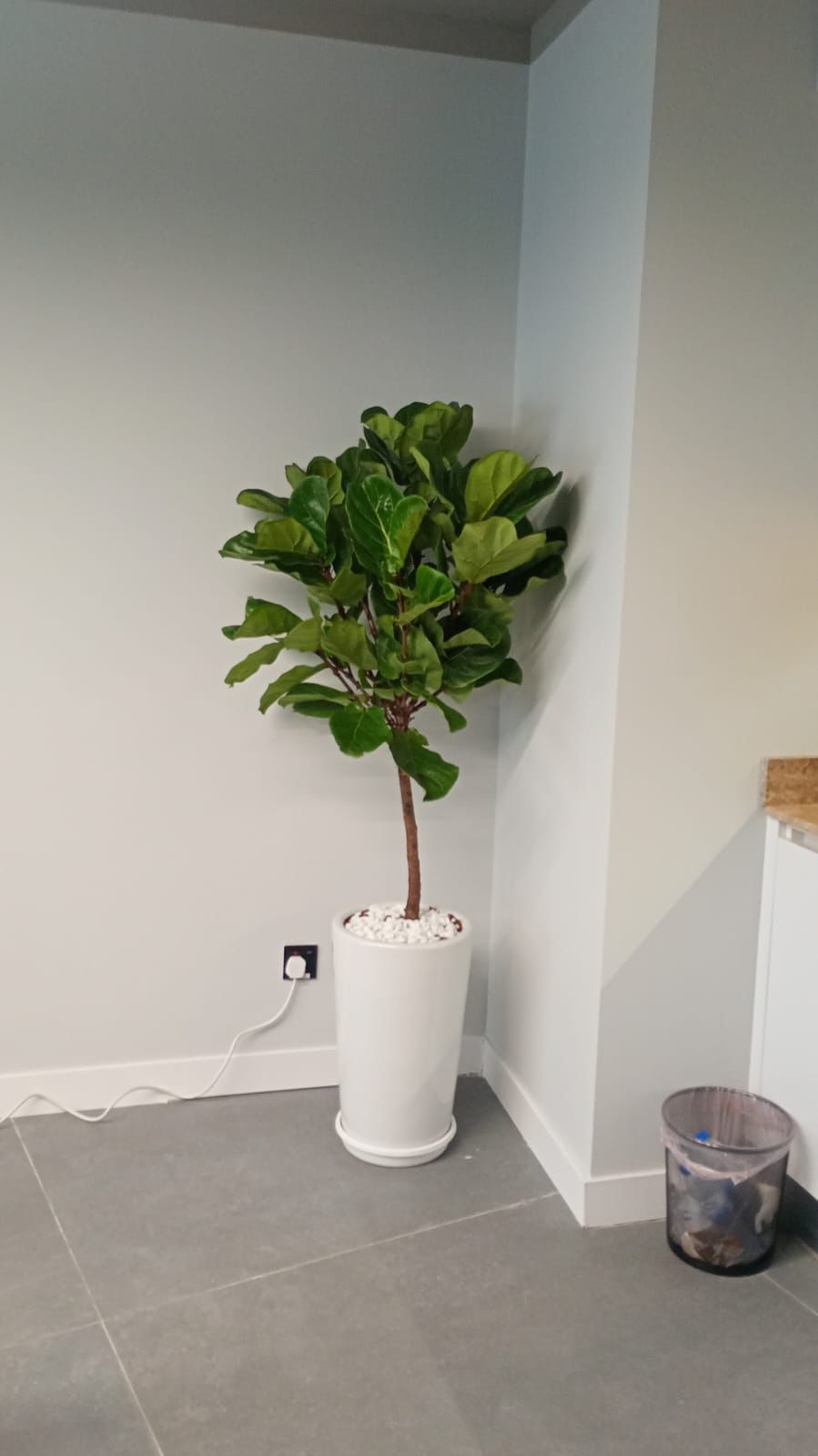 Fiddle Ball - Tall Ceramic Pot