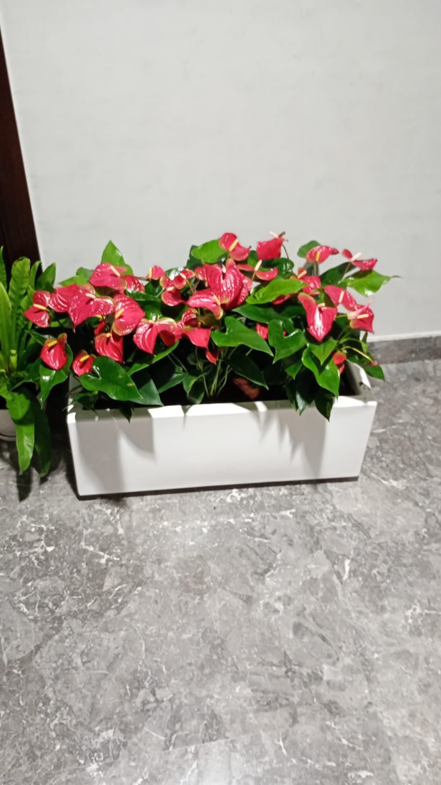 Anthurium Arrangement