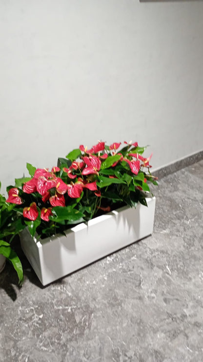 Anthurium Arrangement