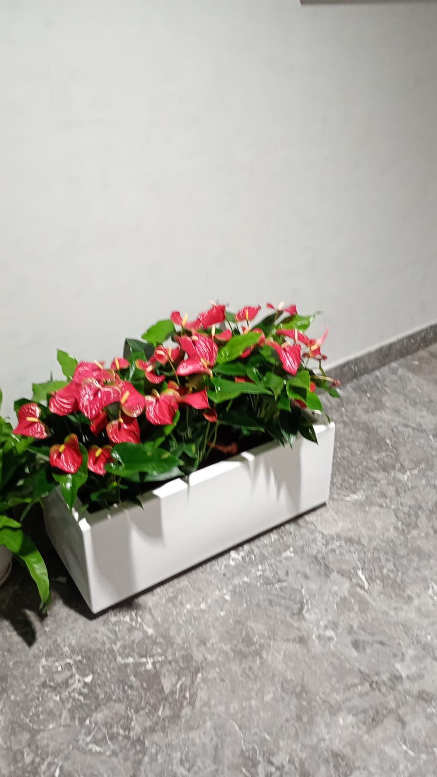 Anthurium Arrangement