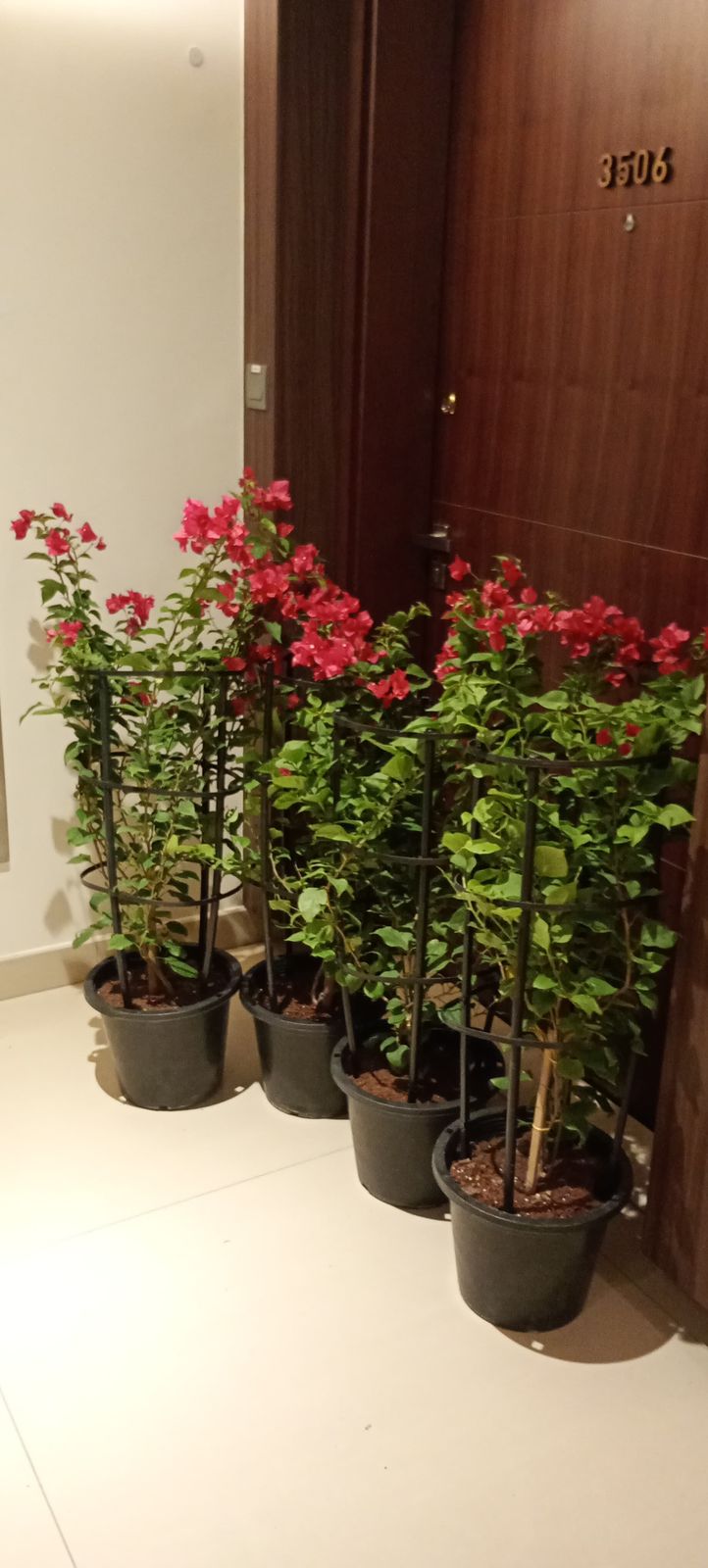 Boungainvillea Bundle of 4