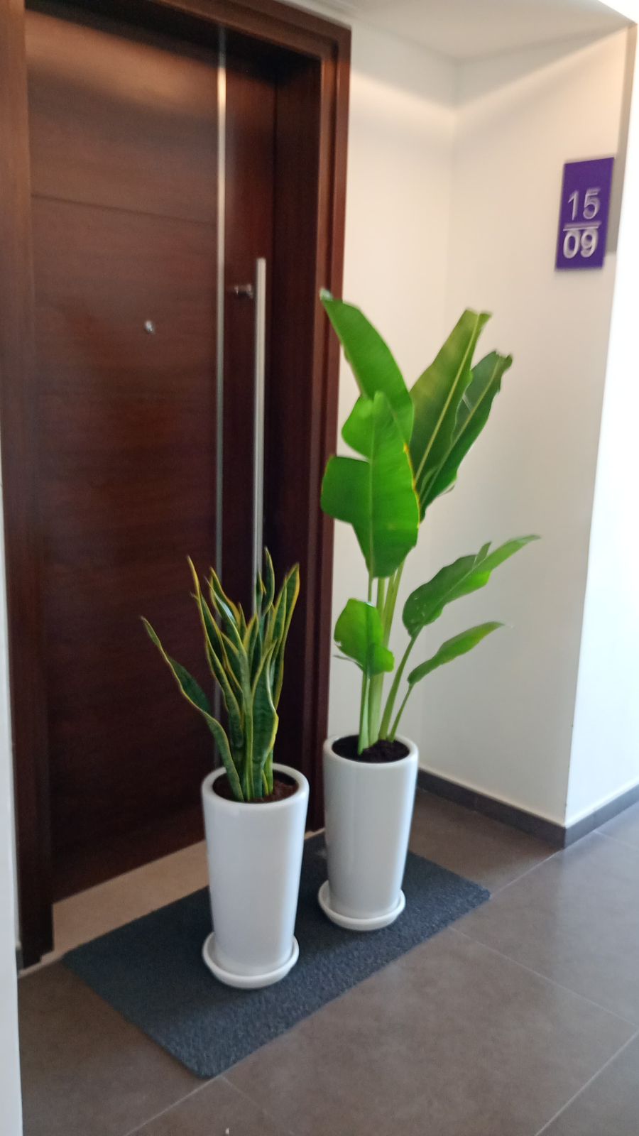 Travelers Palm & Snake Combo